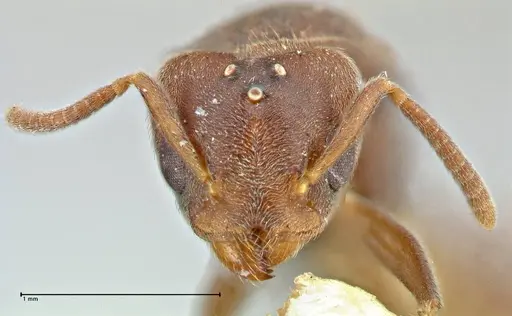 Technomyrmex laurenti specimen FOCOL2858 image focol2858_2