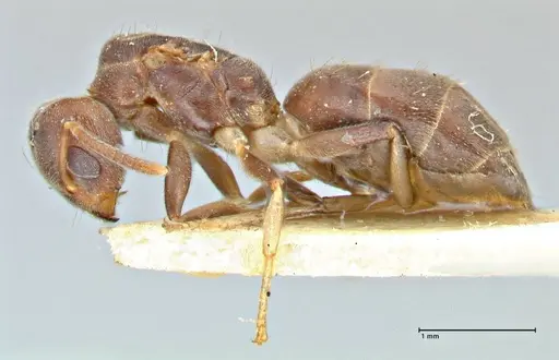 Technomyrmex laurenti specimen FOCOL2858 image focol2858_3