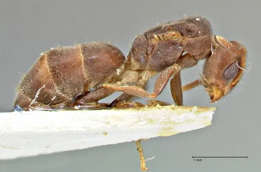 Technomyrmex laurenti specimen FOCOL2858 image focol2858_4