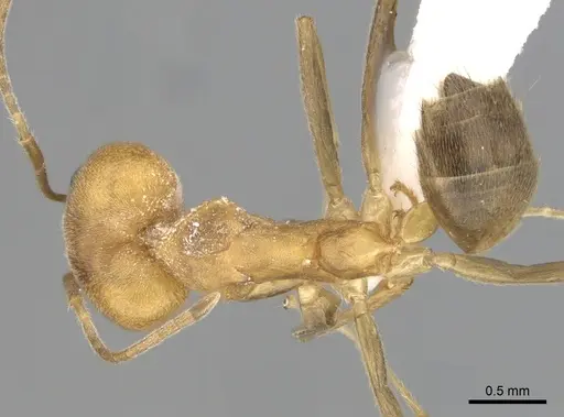 Technomyrmex lisae specimen CASENT0249792 image casent0249792_1