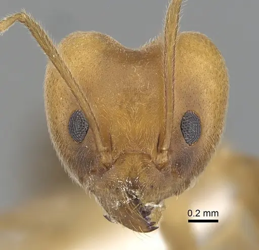 Technomyrmex lisae specimen CASENT0249792 image casent0249792_2