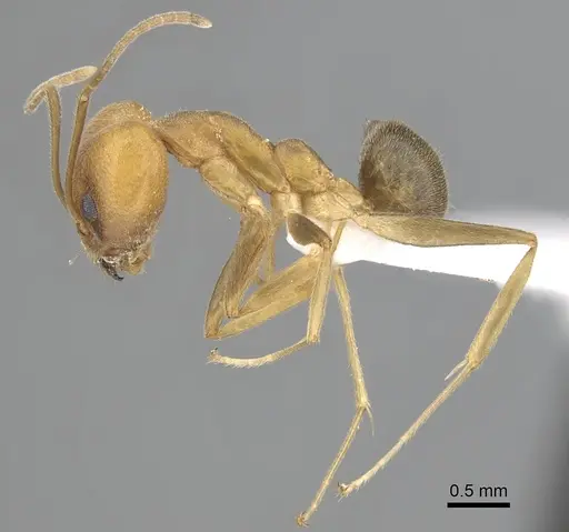 Technomyrmex lisae specimen CASENT0249792 image casent0249792_3