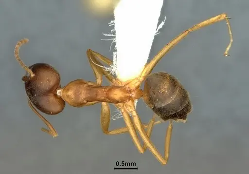 Technomyrmex lisae specimen CASENT0886060 image casent0886060_1