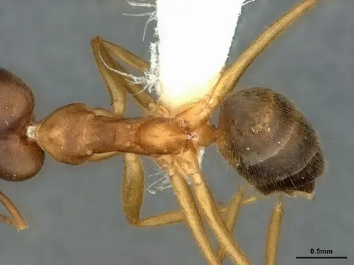 Technomyrmex lisae specimen CASENT0886060 image casent0886060_2