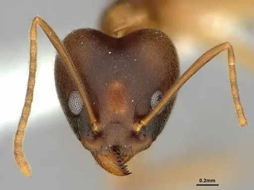 Technomyrmex lisae specimen CASENT0886060 image casent0886060_3