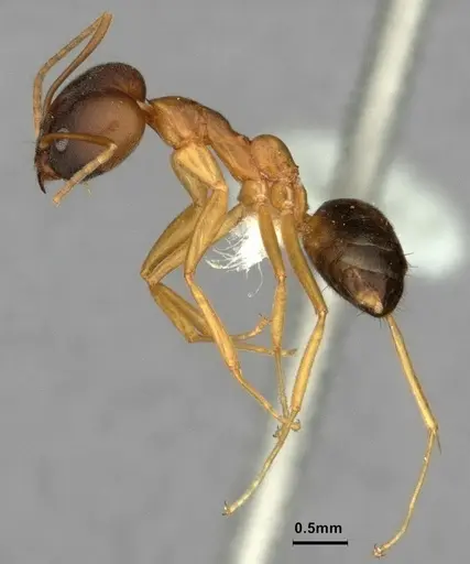 Technomyrmex lisae specimen CASENT0886060 image casent0886060_4