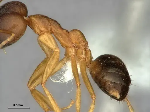 Technomyrmex lisae specimen CASENT0886060 image casent0886060_5