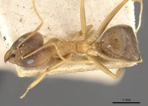 Technomyrmex lisae specimen CASENT0909802 image casent0909802_1