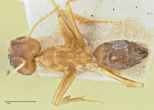 Technomyrmex lisae specimen FOCOL2883 image focol2883_1