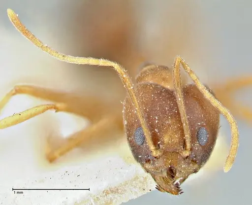 Technomyrmex lisae specimen FOCOL2883 image focol2883_2