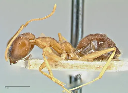Technomyrmex lisae specimen FOCOL2883 image focol2883_3