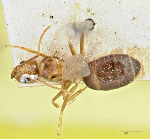 Technomyrmex lisae specimen FOCOL2884 image focol2884_1