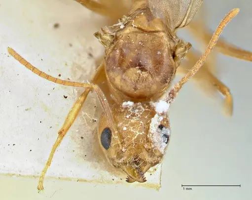 Technomyrmex lisae specimen FOCOL2884 image focol2884_2