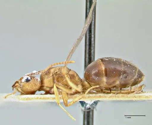 Technomyrmex lisae specimen FOCOL2884 image focol2884_3