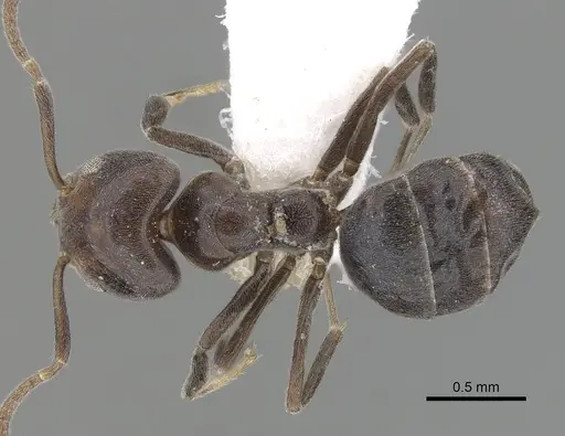 Technomyrmex lujae specimen CASENT0249793 image casent0249793_1
