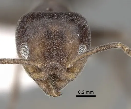 Technomyrmex lujae specimen CASENT0249793 image casent0249793_2