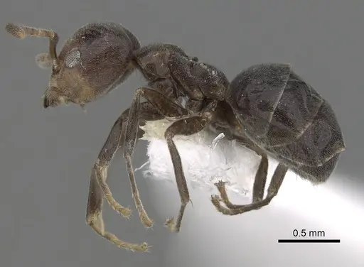 Technomyrmex lujae specimen CASENT0249793 image casent0249793_3