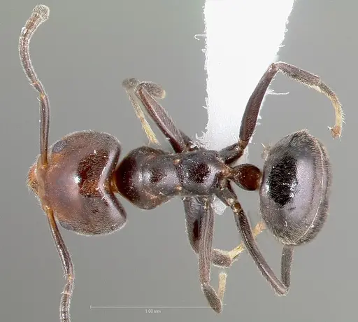 Technomyrmex lujae specimen CASENT0417897 image casent0417897_1