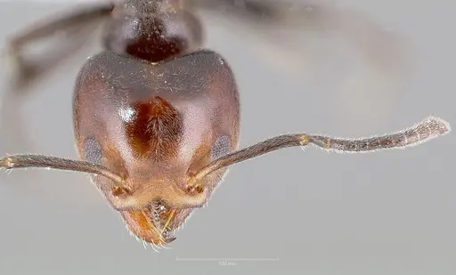 Technomyrmex lujae specimen CASENT0417897 image casent0417897_2