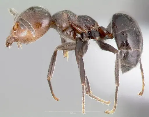Technomyrmex lujae specimen CASENT0417897 image casent0417897_3