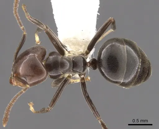 Technomyrmex lujae specimen CASENT0900324 image casent0900324_2
