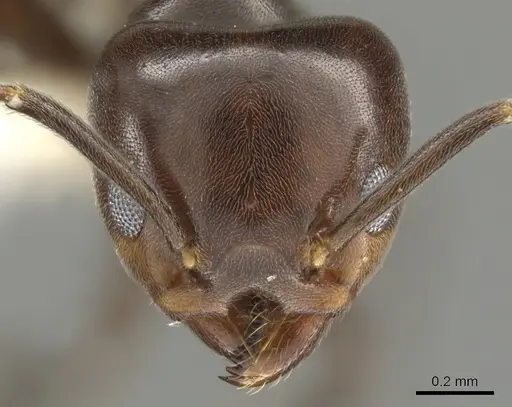 Technomyrmex lujae specimen CASENT0900324 image casent0900324_3