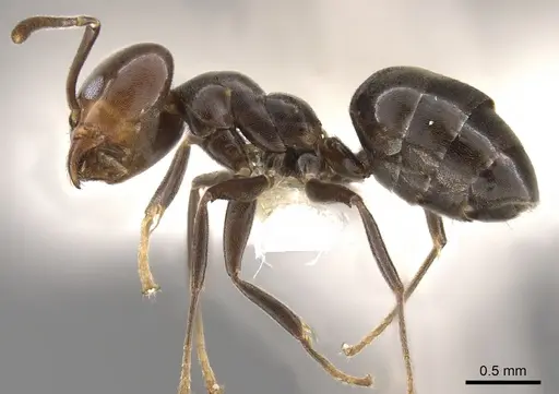 Technomyrmex lujae specimen CASENT0900324 image casent0900324_4