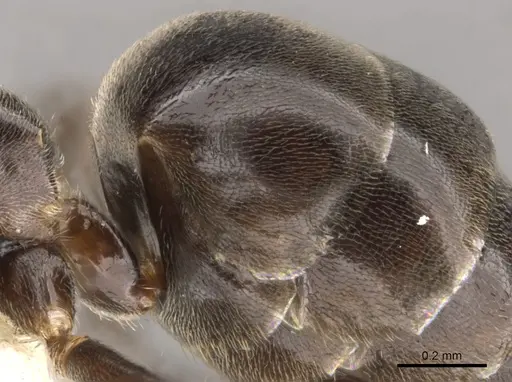 Technomyrmex lujae specimen CASENT0900324 image casent0900324_5