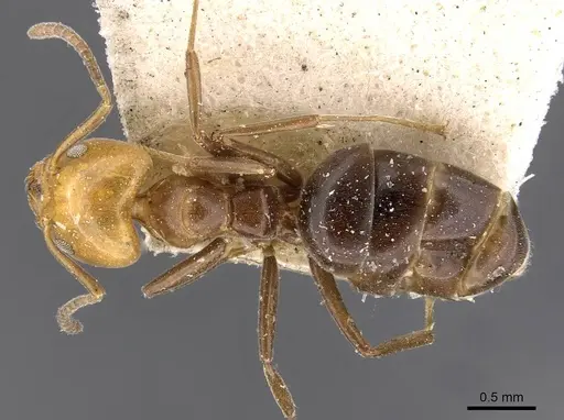 Technomyrmex lujae specimen CASENT0909756 image casent0909756_1