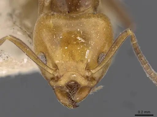 Technomyrmex lujae specimen CASENT0909756 image casent0909756_2