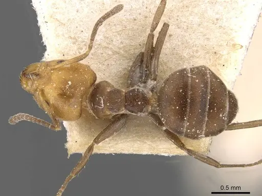 Technomyrmex lujae specimen CASENT0909757 image casent0909757_1
