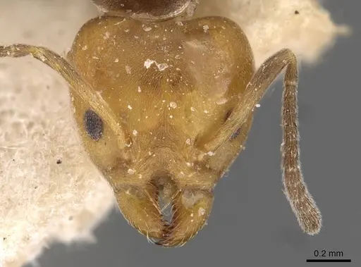 Technomyrmex lujae specimen CASENT0909757 image casent0909757_2