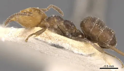 Technomyrmex lujae specimen CASENT0909757 image casent0909757_3