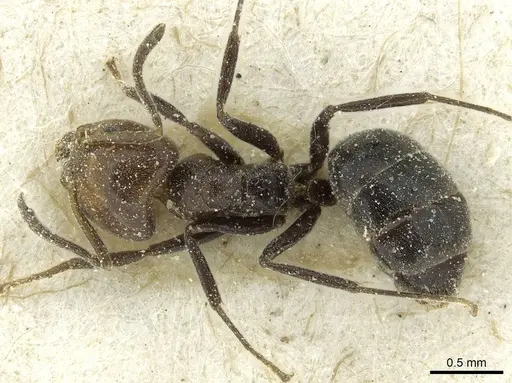 Technomyrmex lujae specimen CASENT0911588 image casent0911588_1