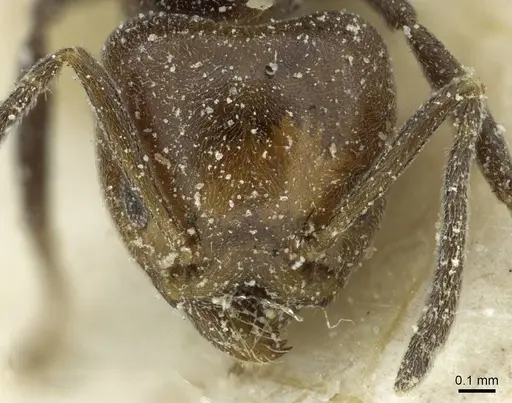 Technomyrmex lujae specimen CASENT0911588 image casent0911588_2