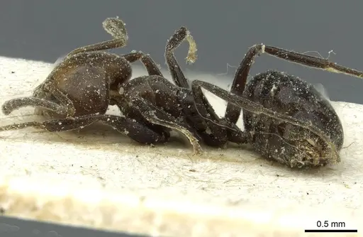 Technomyrmex lujae specimen CASENT0911588 image casent0911588_3