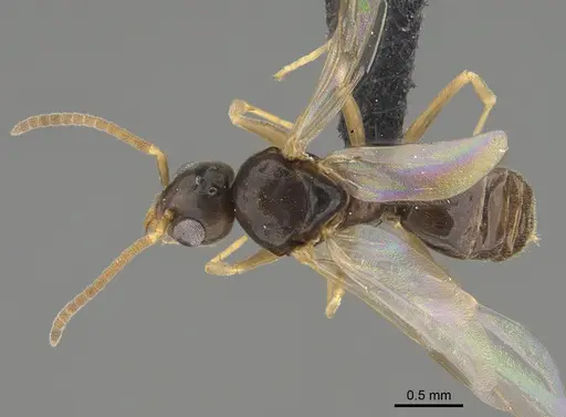 Technomyrmex madecassus specimen CASENT0049658 image casent0049658_1
