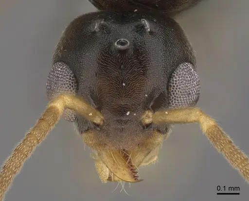 Technomyrmex madecassus specimen CASENT0049658 image casent0049658_2