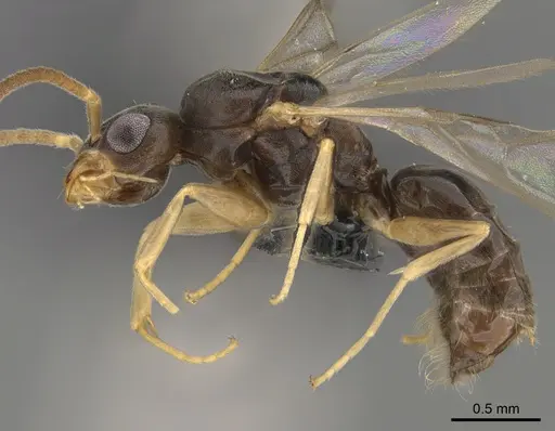 Technomyrmex madecassus specimen CASENT0049658 image casent0049658_3