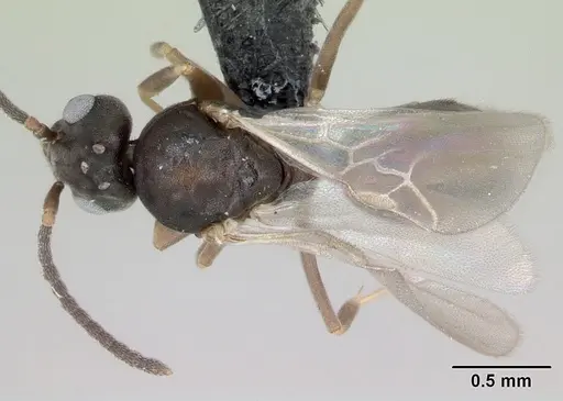 Technomyrmex madecassus specimen CASENT0049870 image casent0049870_1