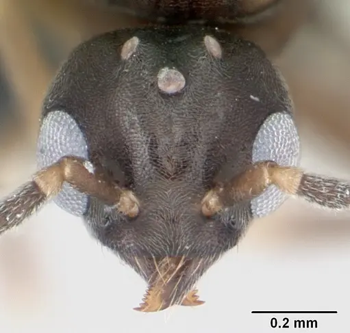 Technomyrmex madecassus specimen CASENT0049870 image casent0049870_2