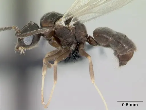 Technomyrmex madecassus specimen CASENT0049870 image casent0049870_3