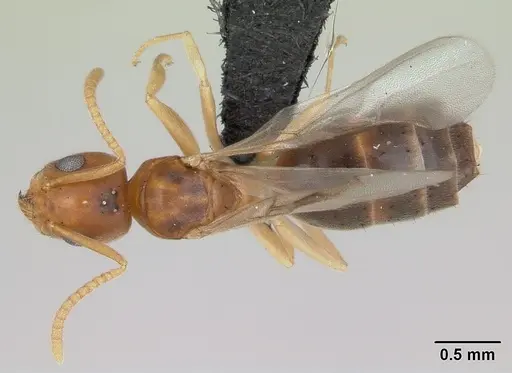 Technomyrmex madecassus specimen CASENT0082702 image casent0082702_1