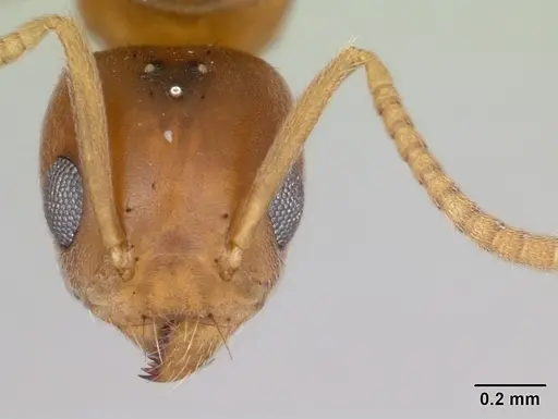 Technomyrmex madecassus specimen CASENT0082702 image casent0082702_2