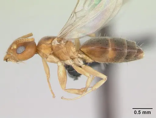 Technomyrmex madecassus specimen CASENT0082702 image casent0082702_3