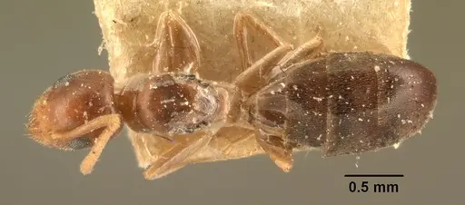 Technomyrmex madecassus specimen CASENT0101555 image casent0101555_1