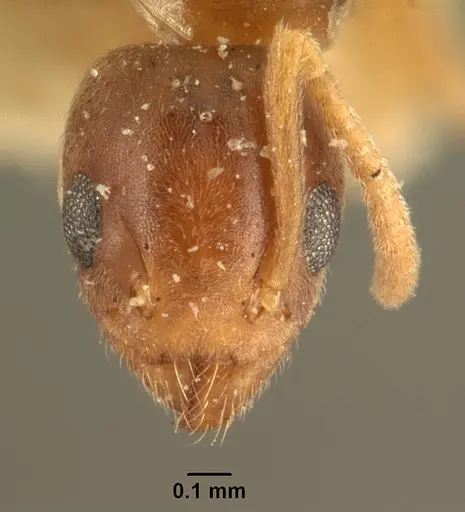 Technomyrmex madecassus specimen CASENT0101555 image casent0101555_2