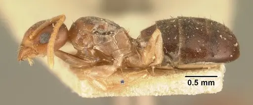 Technomyrmex madecassus specimen CASENT0101555 image casent0101555_3