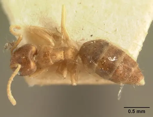 Technomyrmex madecassus specimen CASENT0101614 image casent0101614_1