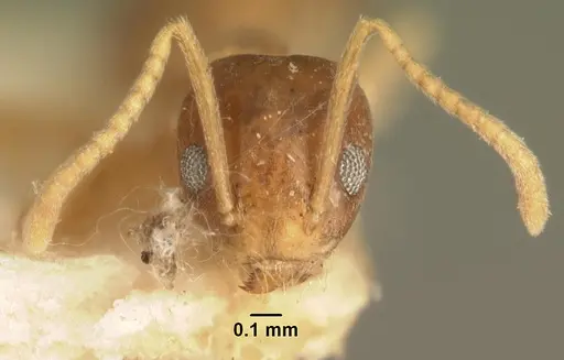 Technomyrmex madecassus specimen CASENT0101614 image casent0101614_2